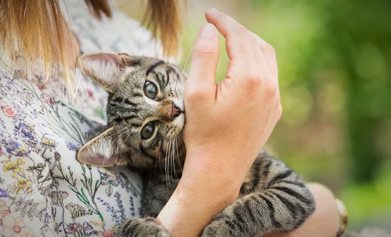 El poder terapéutico de las mascotas: Un vínculo que sana el corazón y el alma