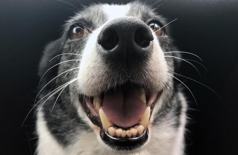 Los bigotes de los perros tienen una función vital para su exploración y comprensión del mundo