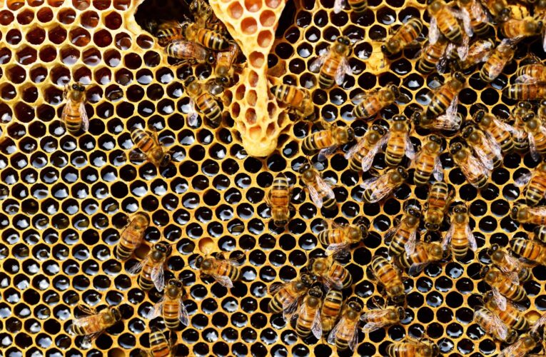 La realidad de donde proviene la cera de las abejas