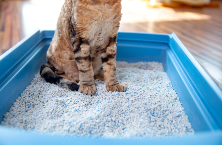 Descubre cuáles son las mejores marcas de arena para gato según expertos