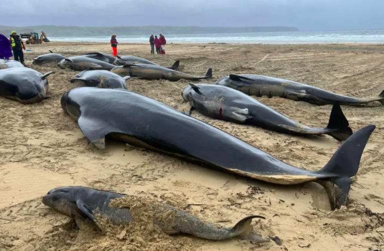 Muerte masiva de ballenas piloto en isla escocesa