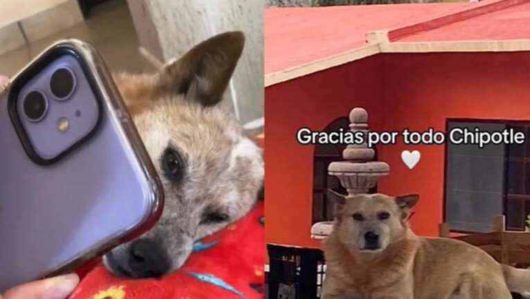 La emotiva despedida a través de videollamada a su perrito Chipotle