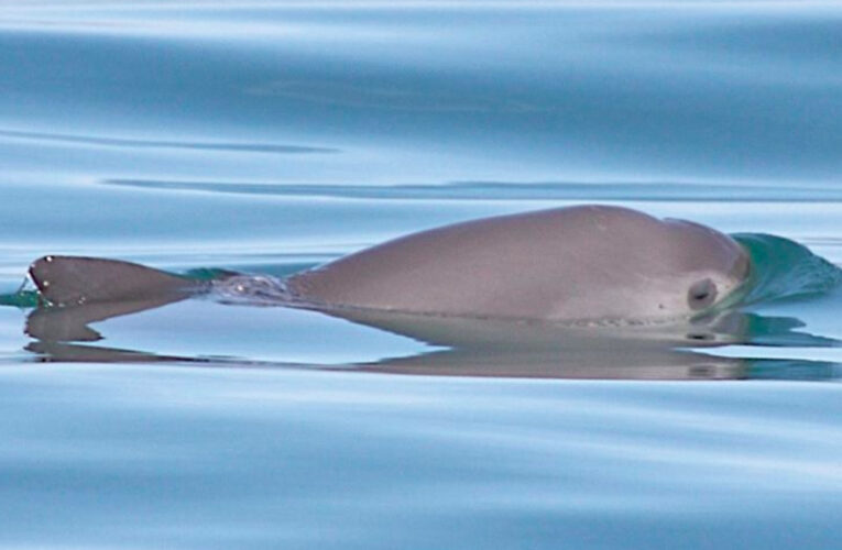 Alerta internacional de extinción para la vaquita marina