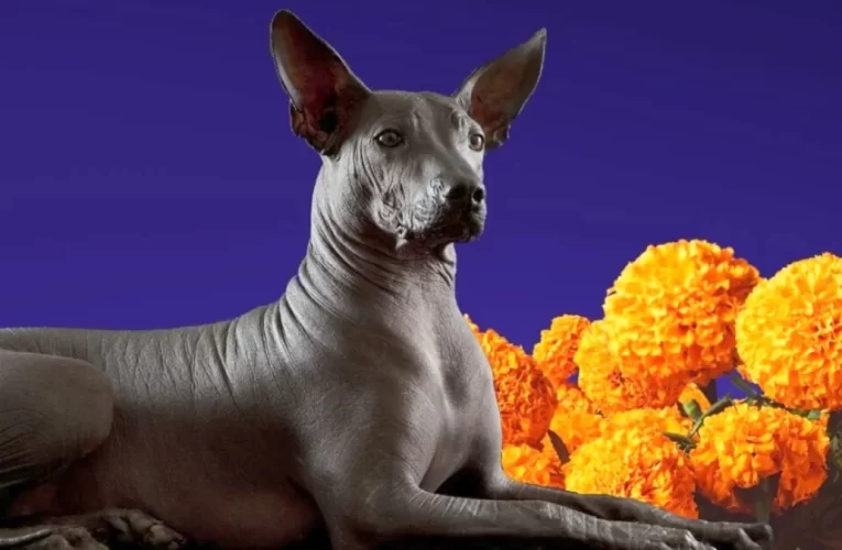 Xoloitzcuintle, el perro azteca que guía a los muertos