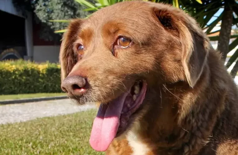 Fallece Bobi, el perro más viejo del mundo