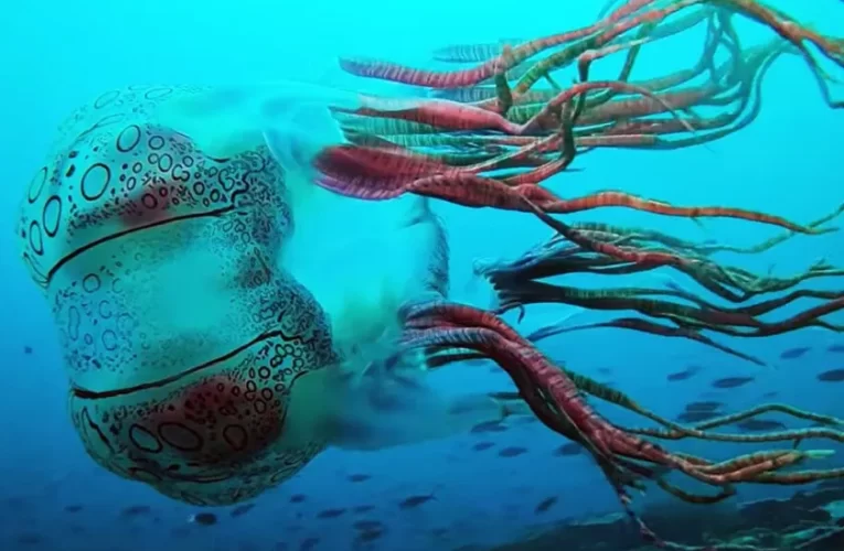 La extraña medusa que solo se ha visto en dos ocasiones