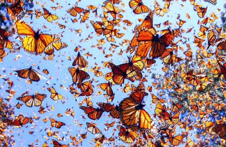 La razón por la que las mariposas monarca llegan a México en otoño