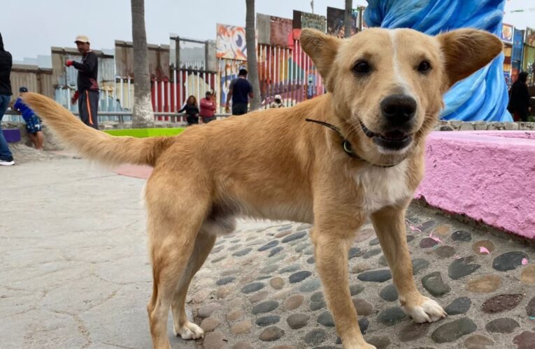 ‘Oso’, el intrépido perrito migrante que cruzó la frontera entre México y Estados Unidos fue deportado