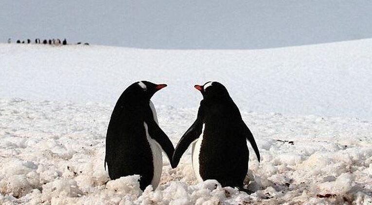 El pingüino y su muestra de amor más leal