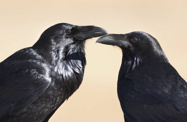 La realidad acerca de que los cuervos pueden «hablar»