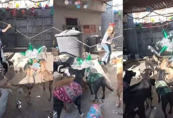 Hacen posada a perritos en Torreón