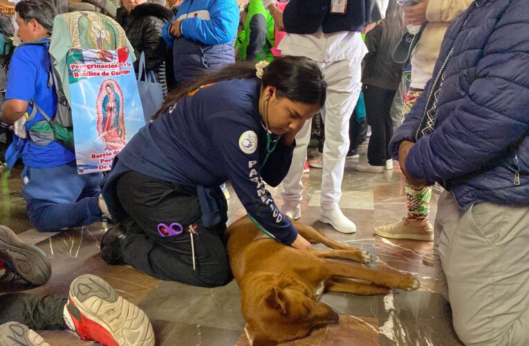 Estudiantes de enfermería auxilian a perrito peregrino en la Basílica de Guadalupe