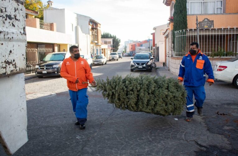 Da inicio la campaña de recolección de árboles de navidad en la capital