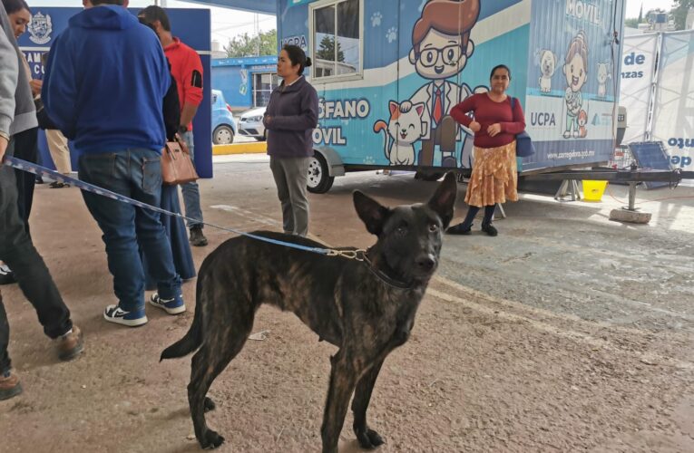 Realizan jornada de esterilización de perros y gatos a Puerta de San Rafael en Corregidora