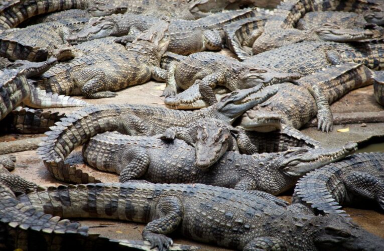 Desollan cocodrilos vivos en granjas de Tailandia para comerciar con sus pieles, denuncia PETA.