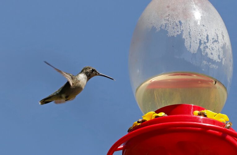 ‘Santuario del Colibrí’ en Puebla un espacio para proteger y preservar a estas emblemáticas aves