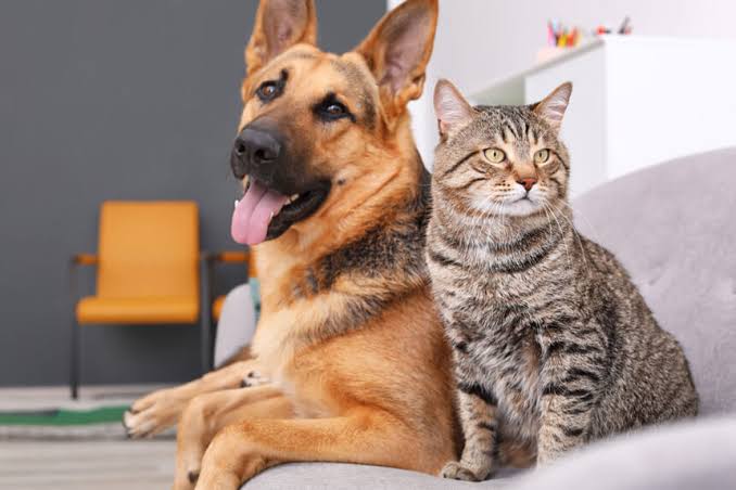 México aprueba veterinarias gratuitas para cuidado y tratamiento de mascotas