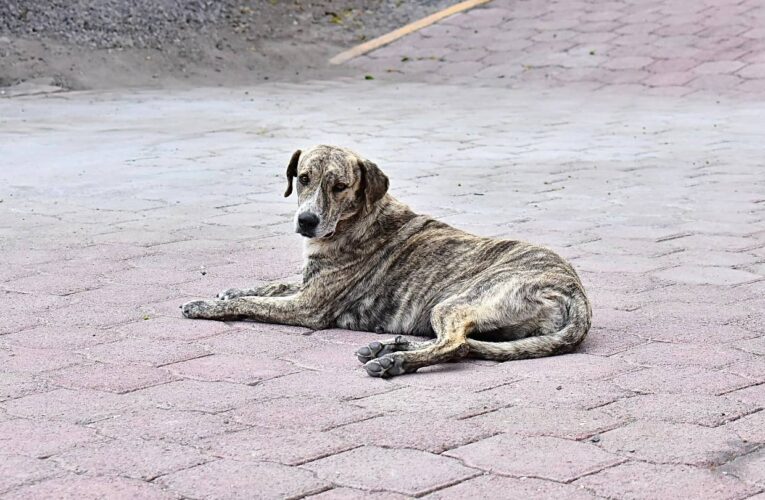 Más de 100 animales de compañía rescatados por la UCPA de Corregidora