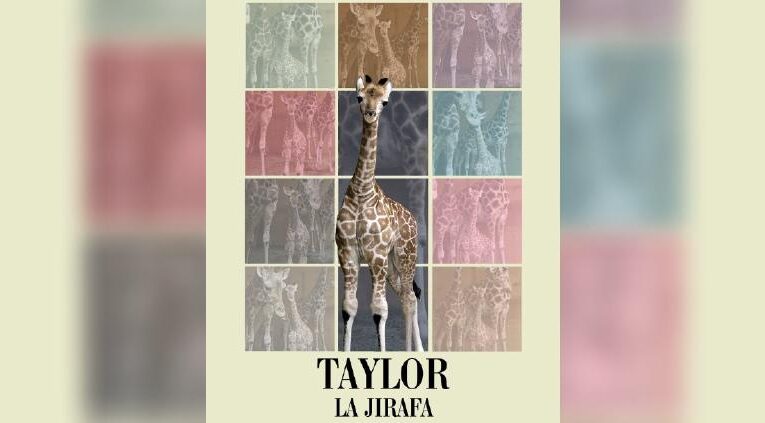 Bioparque Estrella de Monterrey nombra “Taylor” a jirafa bebé