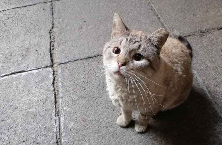 Fallece Zeus, uno de los gatitos que vivía en Palacio Nacional
