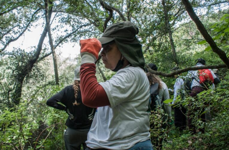 Colectivos realizarán jornada de búsqueda para 300 personas desparecidas en Querétaro