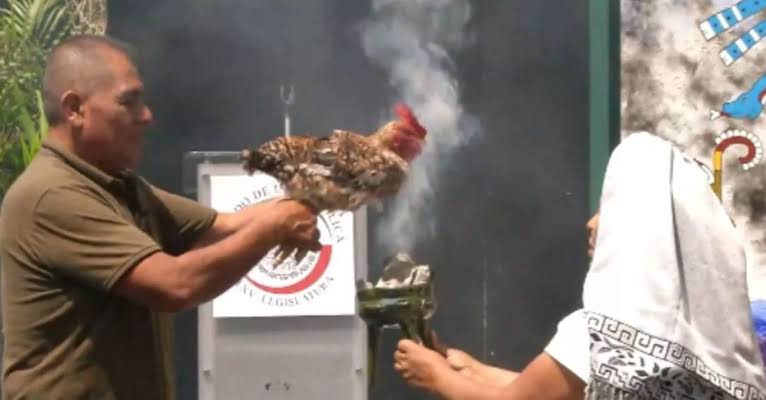 Sacrifican a gallina en Senado de la República como ofrenda por día de la lluvia