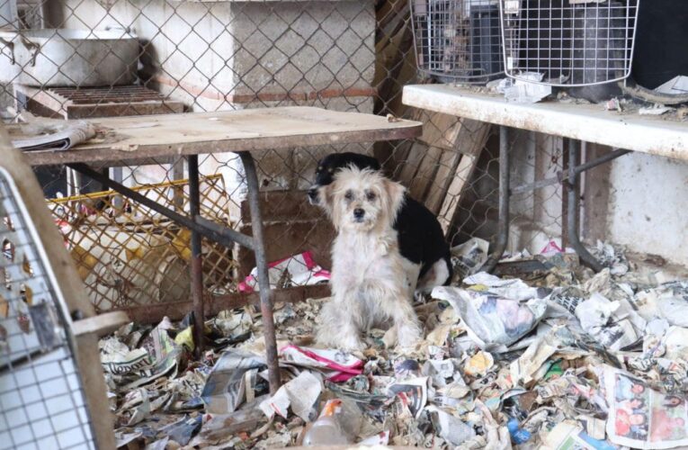 Protección, cuidado y control animal ha rescatado 89 perros en lo que va del año