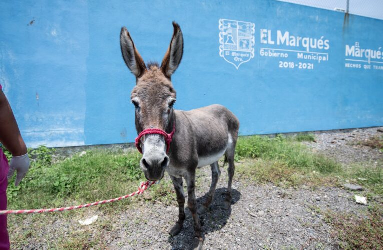 Atiende El Marqués caso de crueldad animal en grandes especies 