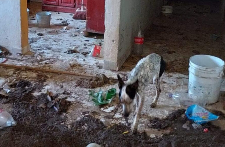 Hallan a 17 perritos en pésimas condiciones en San Juan del Río