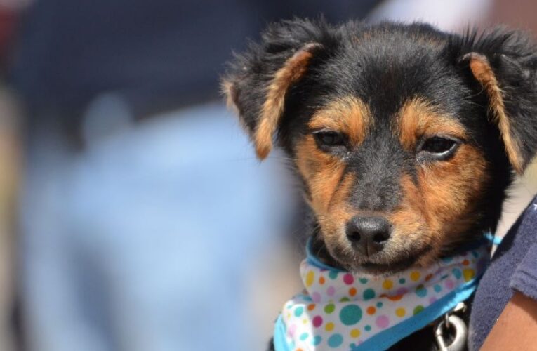 Realiza Secretaría de Bienestar Animal Mega Jornada de Esterilización en colonias, barrios y comunidades