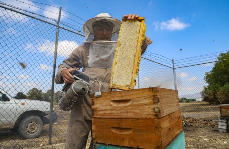 Apiario UAQ: espacio de conservación, formación e innovación