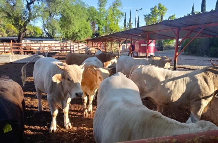Ganaderos de Querétaro en alerta por gusano barrenador