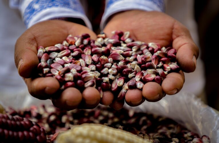 Aporta UAQ investigaciones en el 10º Congreso Internacional de Nixtamalización