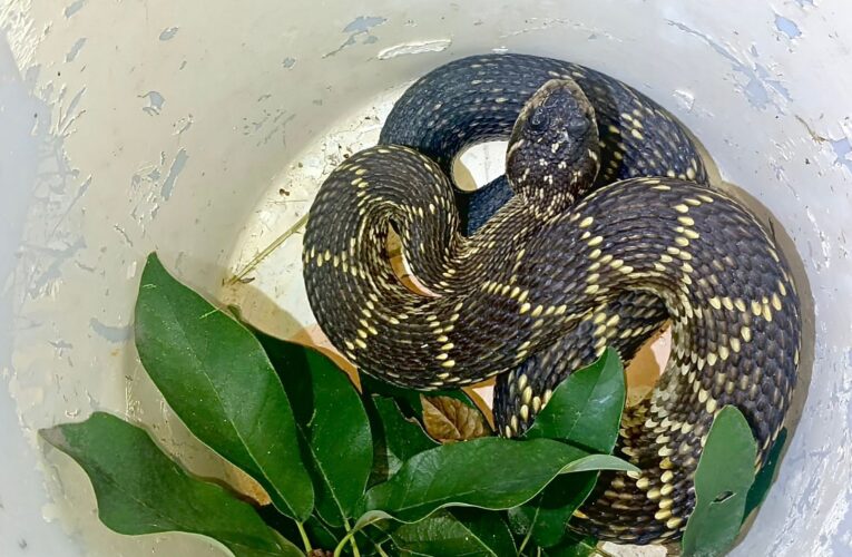 Jóvenes del DIF Municipal participan en innovador programa de entrenamiento canino en Querétaro