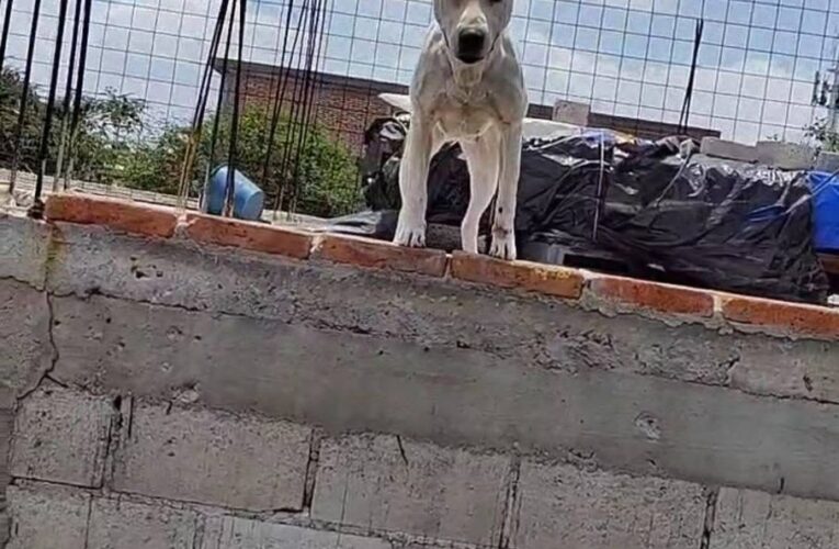 Atiende Secretaría de Bienestar Animal denuncia viral de maltrato animal