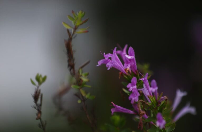UAQ recibe el “Sello de Biodiversidad” por su Jardín para Polinizadores en Ciencias Naturales 🌸🐝