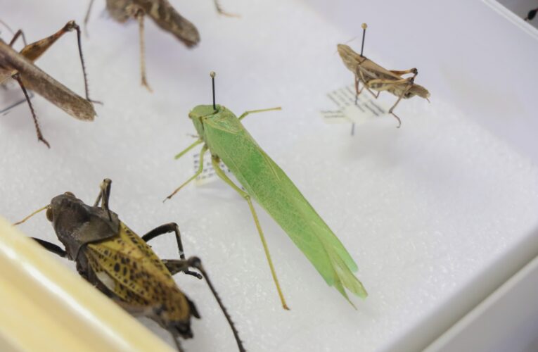 UAQ y UNAM Unen Esfuerzos para Documentar el Consumo de Insectos en el Bajío