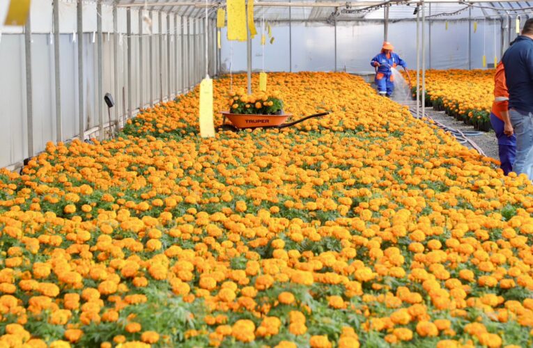 Municipio de Querétaro colocará más de 30 mil plantas de cempasúchil para las festividades de Día de Muertos