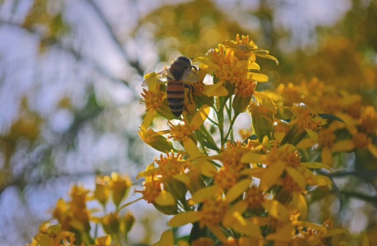 UAQ impulsa el enfoque “One Health” y reúne a especialistas internacionales en salud humana, animal y ambiental
