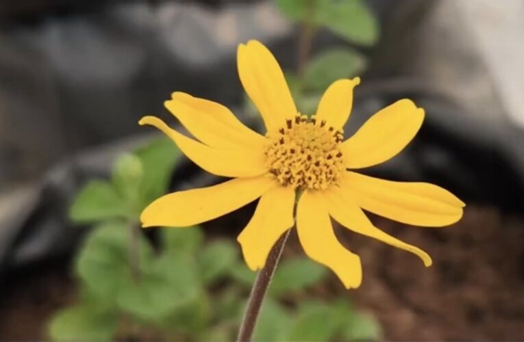 Reconocen a estudiante de la UAQ por destacada investigación sobre planta mexicana con potencial para tratar enfermedades cardíacas