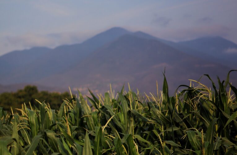 UAQ impulsa formación en sostenibilidad con taller sobre economía circular aplicada a la nixtamalización