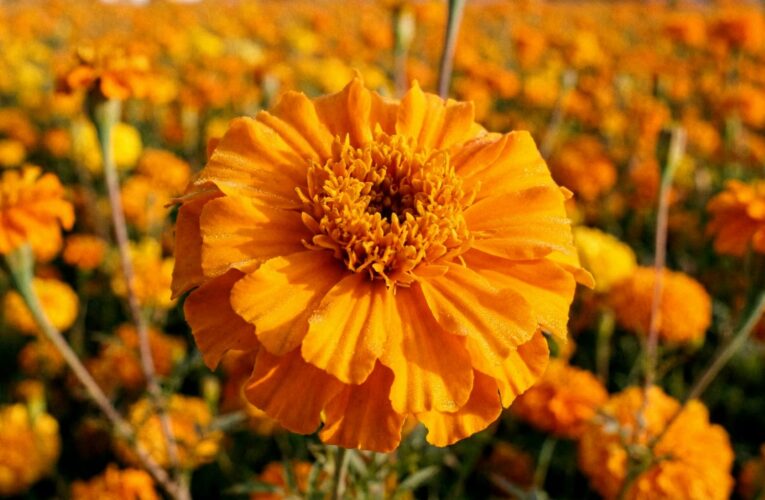 Estudiantes de la UAQ investigan cómo residuos de insectos pueden mejorar el cultivo de cempasúchil