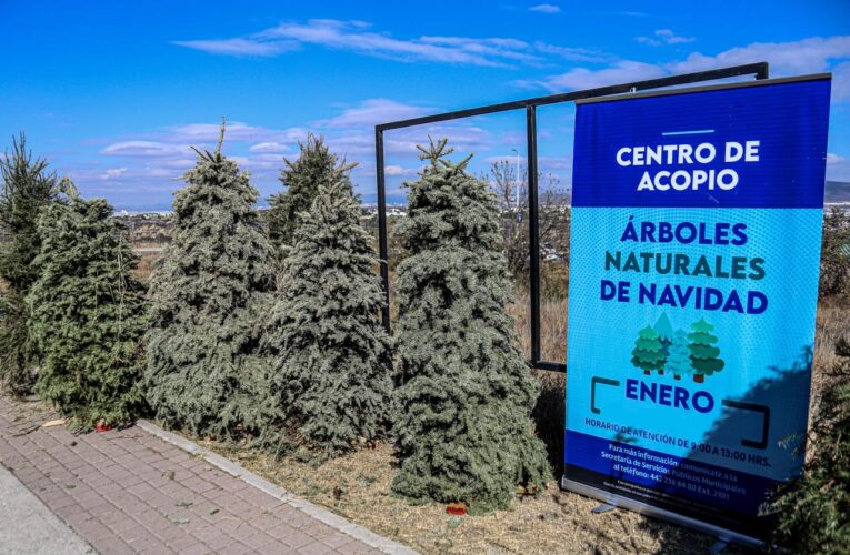 El Marqués pone en marcha la campaña de recolección de Árboles de Navidad 2026