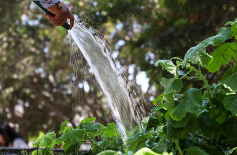 Estudiante de la UAQ desarrolla dispositivo innovador para detectar contaminantes farmacéuticos en el agua