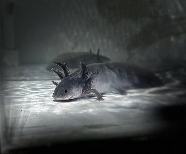 Conmemoran el Día Nacional del Ajolote y llaman a preservar esta especie, símbolo de identidad queretana