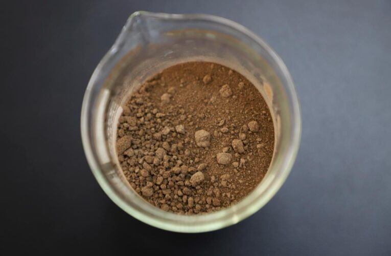 UAQ investiga beneficios del sargazo como fuente prebiótica para la salud intestinal