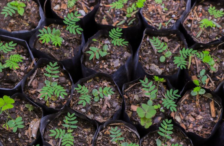 UAQ fortalece su liderazgo en sustentabilidad a nivel nacional