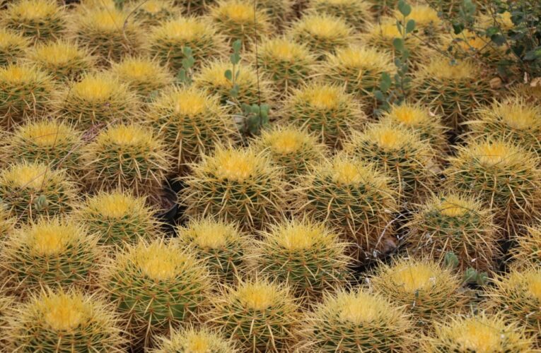 Invita la Universidad Autónoma de Querétaro a disfrutar y conocer la biodiversidad local