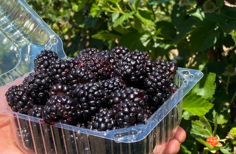 Campo de zarzamora en La Salitrera: una escapada de fin de semana con esencia rural en Colón