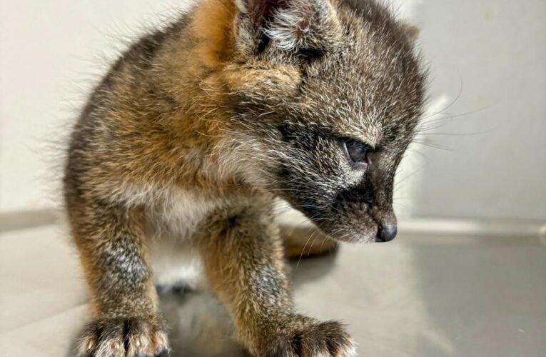 Atiende IMPA rescate y resguardo de fauna silvestre en El Marqués y Cadereyta